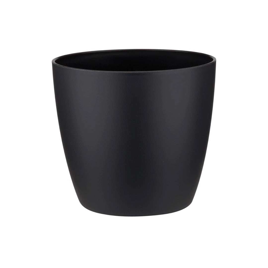 Plant Pot and Plant for local delivery or collection from an event.